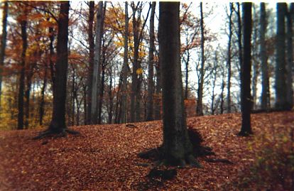 Holga Camera Herbst Wald